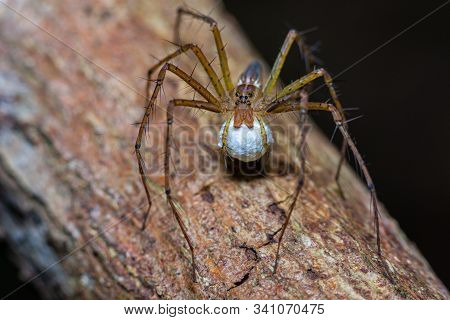 Brown Stripes Spider With Its Eggs On Tree Trunk In Public Park