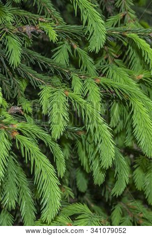 Forever Green Tree - Spruce With Young Bright Green Needles, Background. Coniferous Tree, Spring