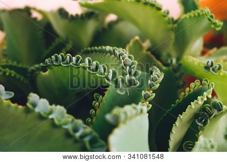 Mother Of Thousands, Mexican Hat Plant (kalanchoe Pinnata) With Sprout.