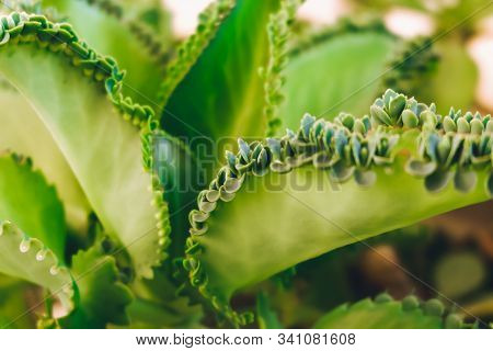 Mother Of Thousands, Mexican Hat Plant (kalanchoe Pinnata) With Sprout.