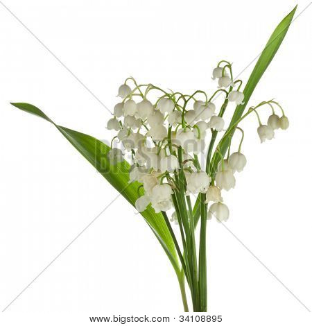 Konwalia (Convallaria Majalis) na białym tle