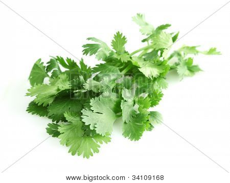 Coriandr Şubesi