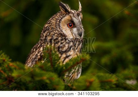 Eurasian Eagle Owl (bubo Bubo) Portrait, Owls Are Often Used As A Symbol Of Wisdom, Selective Focus 