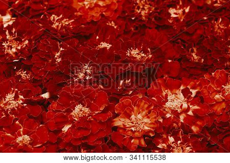 Marigold Floral Background. Blooming Tagetes Erecta Close-up. Indian Holidays.