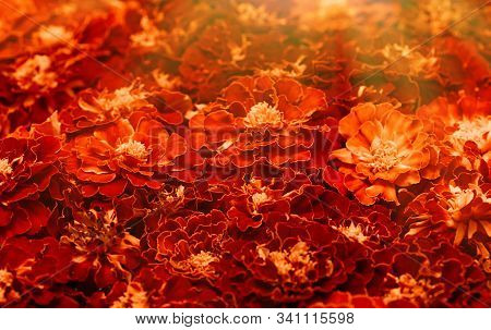 Marigold Floral Background. Blooming Tagetes Erecta Close-up. Sun Rays, Selective Focus.