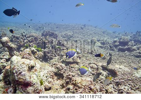 Powderblue Surgeonfish In The Deep Blue At Similan Islands Thailand