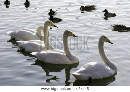 Swans
