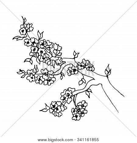 Sakura Flowers Blossom Set. Realistic Floral Bloom For Spring Japanese Or Chinese Holiday Cute Doodl