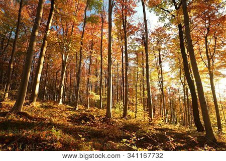 Autumn forest landscape sunrise Nature sun sunset landscape Nature background landscape Nature background fall color Nature background woods trees landscape Nature background red Nature landscape Nature landscape season Nature landscape Nature background.
