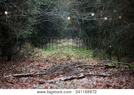 Road In Forest Background High Quality Dorsten Rhade