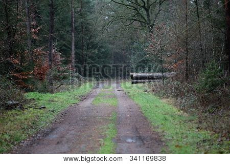 Road In Forest Background High Quality Dorsten Rhade