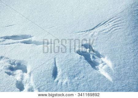 Traces Of Bird In The Snow In The Winter Forest.