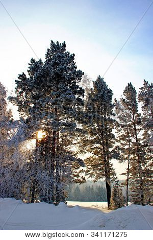 The Amazing Splendor Of The Winter Forest Where The Sun Disc Is Guessed Behind Tall Trees, Growing T