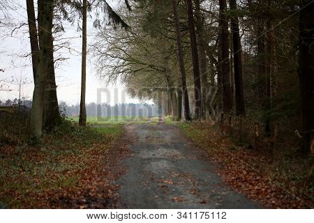 Road In Forest Background High Quality Dorsten Rhade