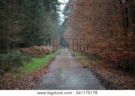 Road In Forest Background High Quality Dorsten Rhade