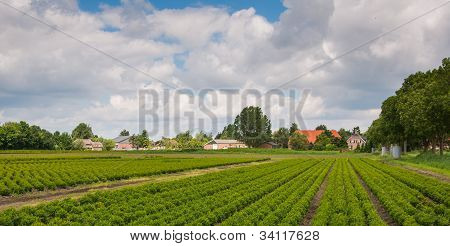 Şimşir ağacı kreş Hollanda