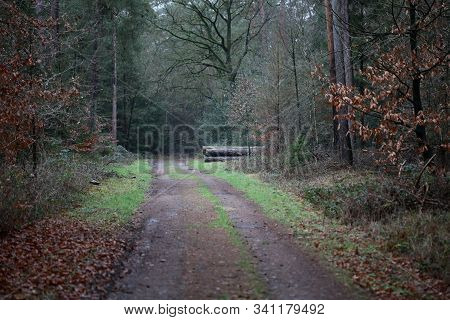 Forest Road In Wild Nature Background High Quality Fifty Megapixels Dorsten Rhade