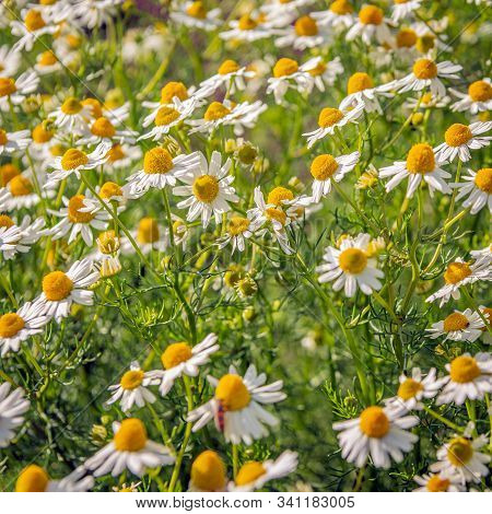 Square Closeup Image Of Flowering German Chamomile Or Matricaria Chamomilla Plants On A Sunny Day In