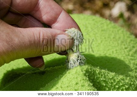 A Bur On A Shoe, Sharp Seed Pod Stuck On Sweater