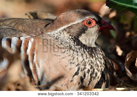 Close Up Portrait Of A Red Legged Partridge (alectoris Rufa) Sitting On The Ground