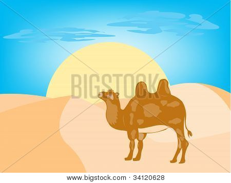Cammello nel deserto