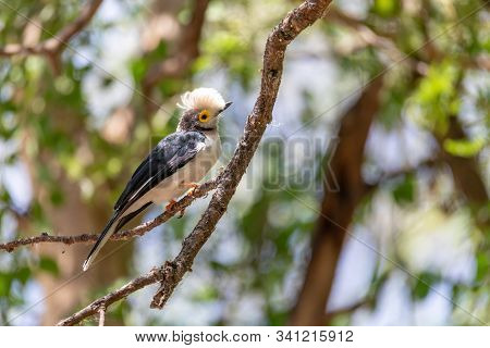 Beautiful Bird White-crested Helmetshrike, Prionops Plumatas, Perched On A Branch. Black And White B