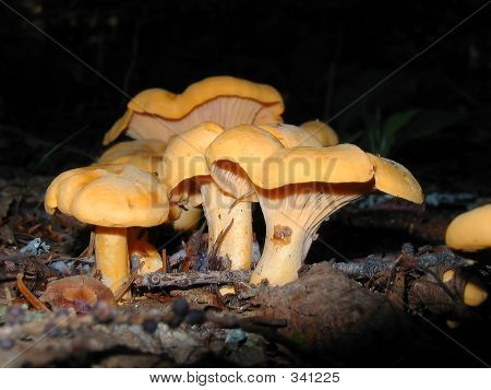 เห็ดสีส้ม