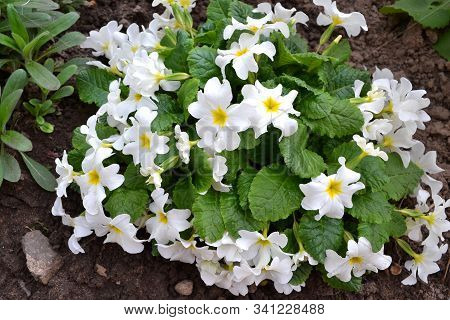 Primula Or White Primrose, Bloom In Early Spring. Primula Vulgaris. White Country Garden Primula In 