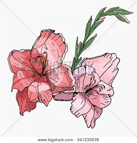 Beautiful Bouquet Of Branches Of Multicolored Gladioli, Vector Isolated Image On White Background. T