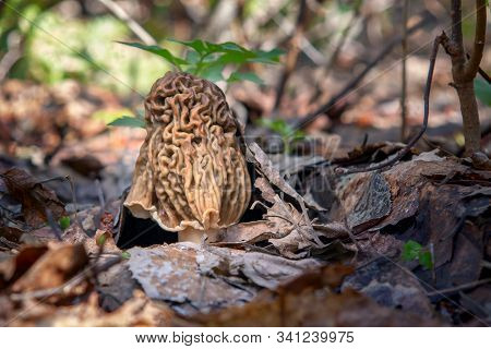 Early Spring Edible Mushroom Verpa Bohemica Grows In The Forest