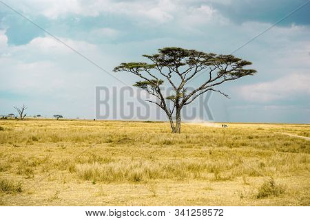 Golden Meadows In The Savanna Fields, Bright Sky.trees In The Middle Of The Field.with 1 Tree In The