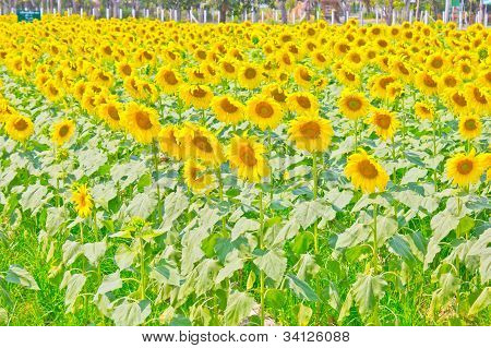 zonnebloemen