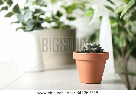 Beautiful Echeveria Plant On White Table At Home. Space For Text
