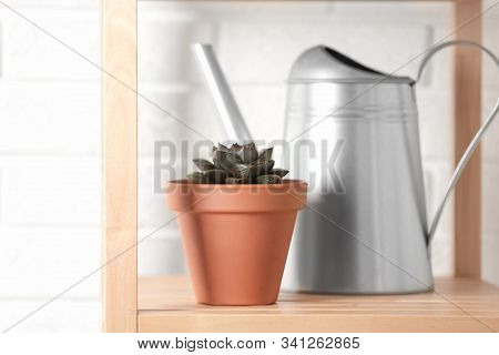 Beautiful Echeveria Plant And Watering Pot On Shelf At Home