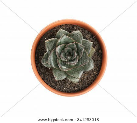 Beautiful Echeveria Purpusorum Isolated On White, Top View. Home Plant