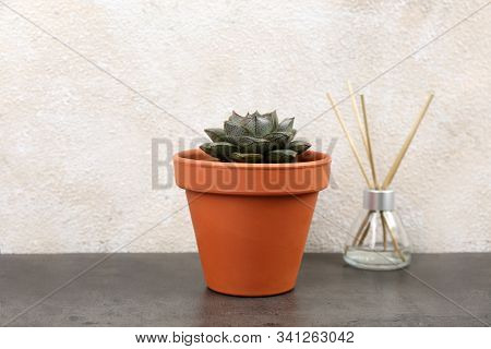 Beautiful Succulent On Grey Stone Table. Home Plant