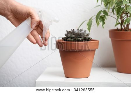 Woman Spraying Succulent With Water At Home, Closeup