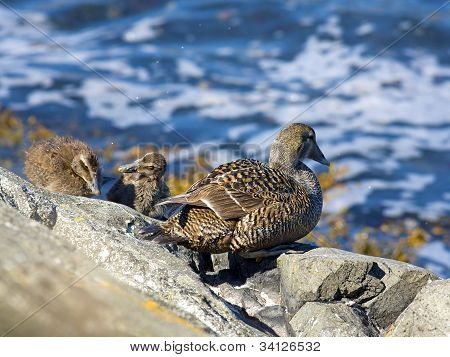 Famille canard