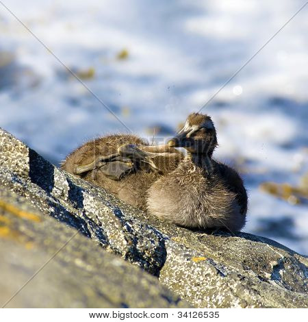 Famille canard