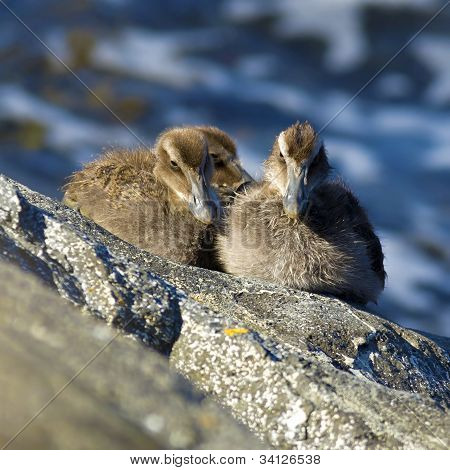 Famille canard