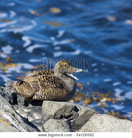 Famille canard