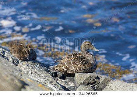 Famille canard