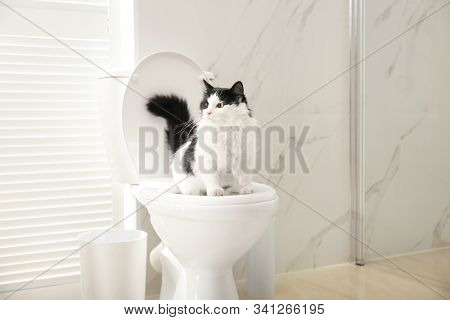 Cute Cat Sitting On Toilet Bowl In Bathroom