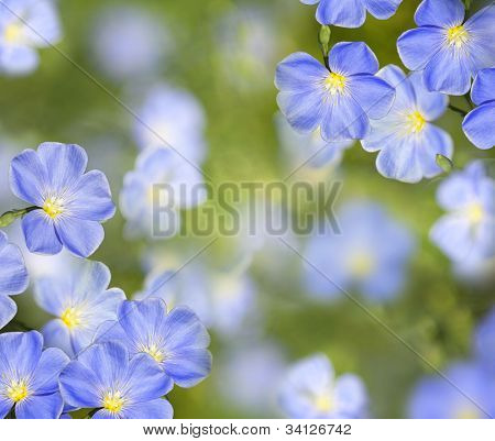 Lino fiori close up sul campo