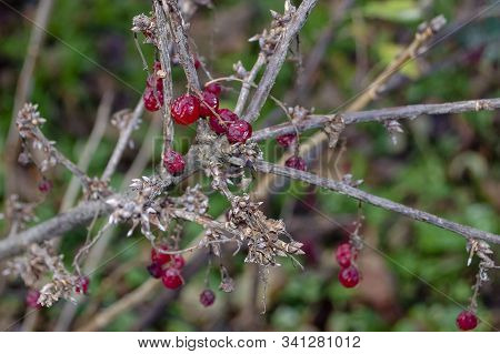 Red Sluggish Berries On A Bare Bush Of Currant