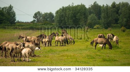 Mandria di cavalli Konik nella natura