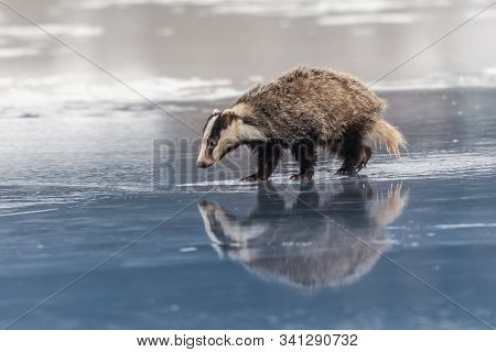 Badger Running In Snow, Winter Scene With Badger In Snow