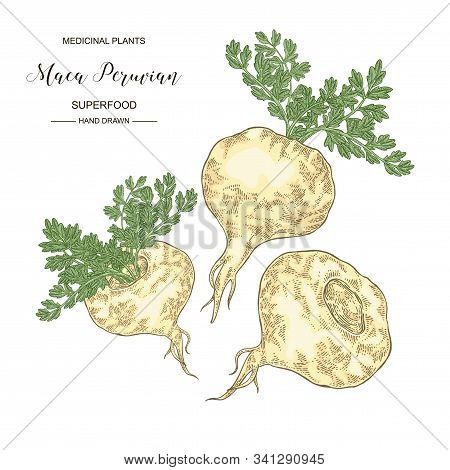 Maca Peruvian Plant. Hand Drawn Root Of Maca. Medical Plants Collection. Superfood. Vector Illustrat