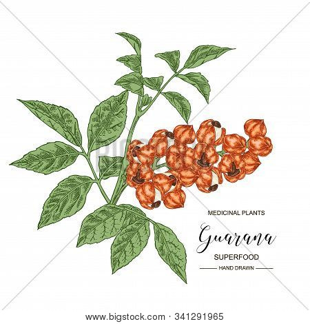 Guarana Fruits. Hand Drawn Branch Of Guarana. Medical Plants Collection. Superfood. Vector Illustrat