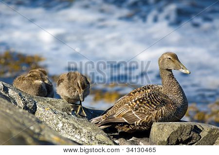 Famille canard